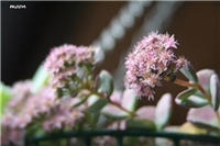 b3c51ebf-IMG_8283 sedum sieboldi.jpg